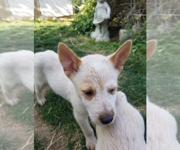 Medium Photo #7 Australian Cattle Dog Puppy For Sale in WILLIAMSBURG, CO, USA