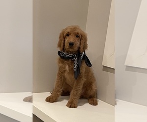 Goldendoodle Puppy for sale in CLARKSVILLE, TN, USA