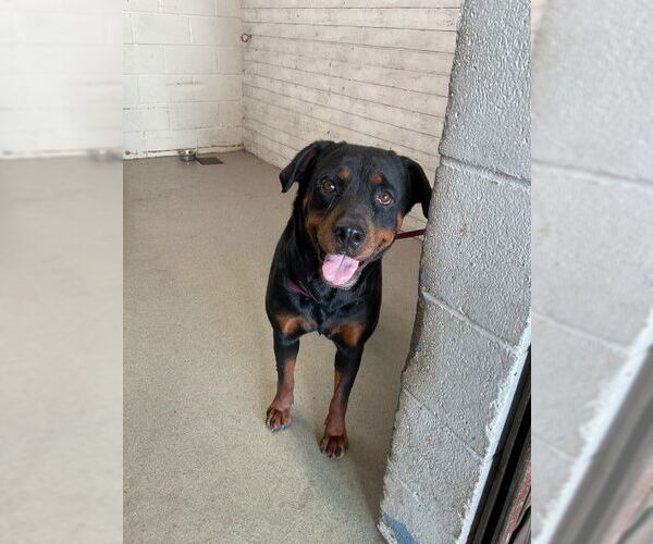 Medium Photo #1 Rottweiler Puppy For Sale in San Bernardino, CA, USA