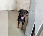 Small Rottweiler