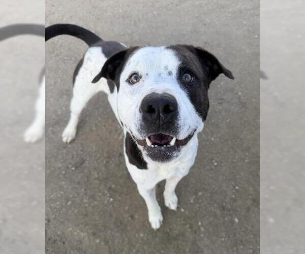 Medium Photo #1 Mutt Puppy For Sale in Bakersfield, CA, USA