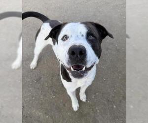 Mutt Dogs for adoption in Bakersfield, CA, USA