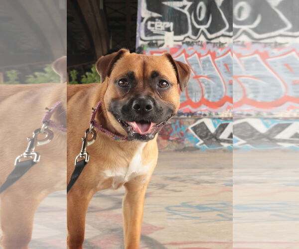 Medium Photo #5 Mutt Puppy For Sale in Philadelphia, PA, USA