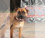 Small #4 Mutt