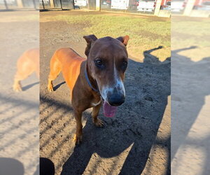 Doberman Pinscher Dogs for adoption in Riverside, CA, USA