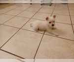 Small Photo #5 West Highland White Terrier Puppy For Sale in HAM LAKE, MN, USA