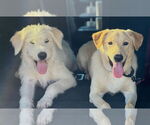 Small #6 Labrador Retriever