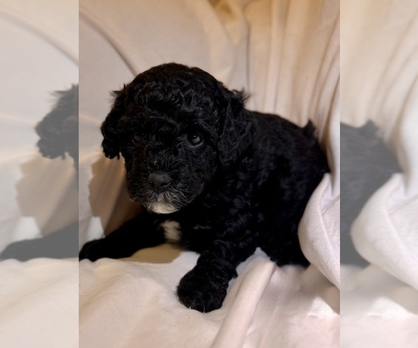 Medium Photo #70 Miniature Bernedoodle Puppy For Sale in AUBURNDALE, FL, USA