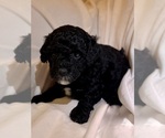 Small Photo #70 Miniature Bernedoodle Puppy For Sale in AUBURNDALE, FL, USA