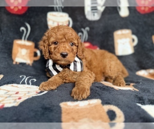 Medium Photo #1 Cockapoo (Miniature) Puppy For Sale in LAKELAND, FL, USA