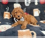 Small Cockapoo (Miniature)