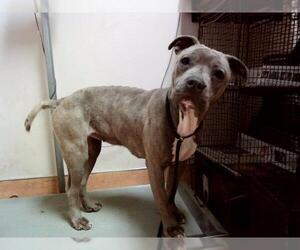 American Pit Bull Terrier-Unknown Mix Dogs for adoption in Martinez, CA, USA