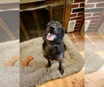 Small #2 Border Collie Mix