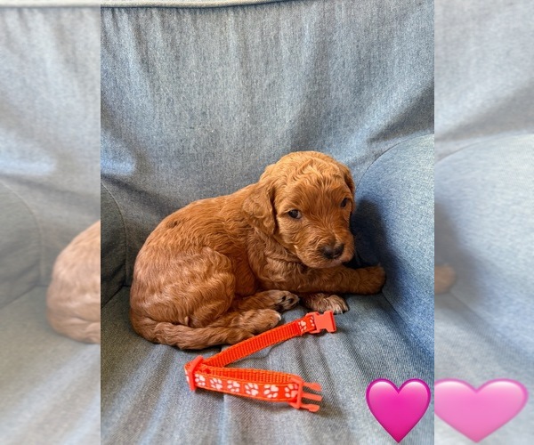 Medium Photo #8 Goldendoodle (Miniature) Puppy For Sale in NEWPORT, MN, USA