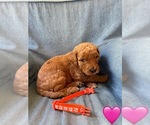 Small #7 Goldendoodle (Miniature)