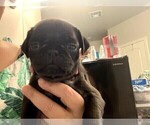 Puppy 4 Pug