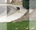 Small #5 German Shepherd Dog