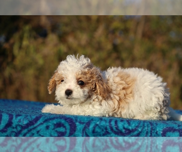 Medium Photo #14 Goldendoodle (Miniature) Puppy For Sale in DYERSBURG, TN, USA