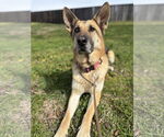 Small #1 German Shepherd Dog