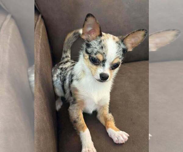 Medium Photo #5 Chihuahua Puppy For Sale in NEWVILLE, PA, USA