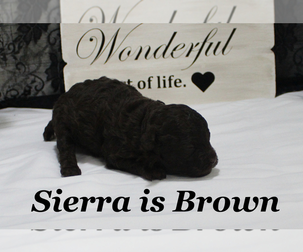 Medium Photo #6 Poodle (Toy) Puppy For Sale in CHANUTE, KS, USA