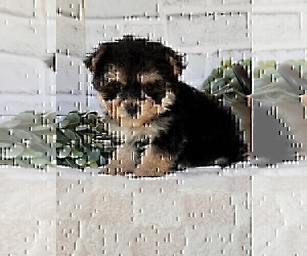 Medium Photo #13 Morkie Puppy For Sale in WINTER PARK, FL, USA