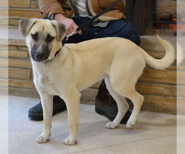 Medium Photo #3 Anatolian Shepherd-Unknown Mix Puppy For Sale in Germanton, TN, USA