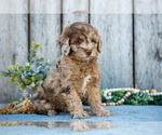 Small #1 Poodle (Miniature)-Portuguese Water Dog Mix