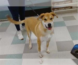 Mutt Dogs for adoption in Oklahoma City, OK, USA