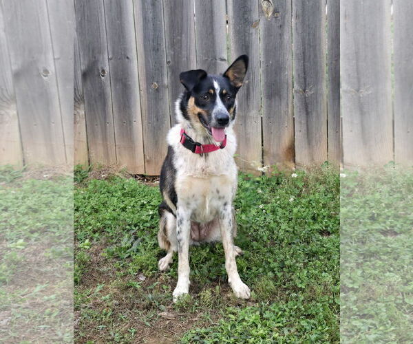 Medium Photo #4 Border Collie-Unknown Mix Puppy For Sale in Social Circle, GA, USA