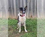 Small #3 Border Collie Mix