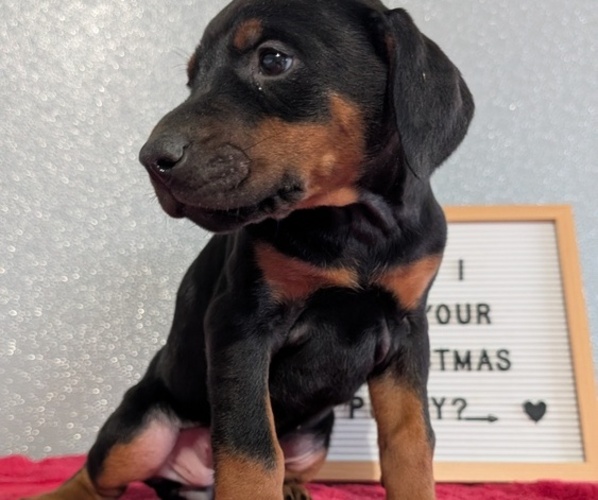 Medium Photo #9 Doberman Pinscher Puppy For Sale in GOSHEN, IN, USA