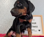 Small #8 Doberman Pinscher