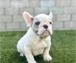 Small Photo #12 French Bulldog Puppy For Sale in PORTOLA VALLEY, CA, USA