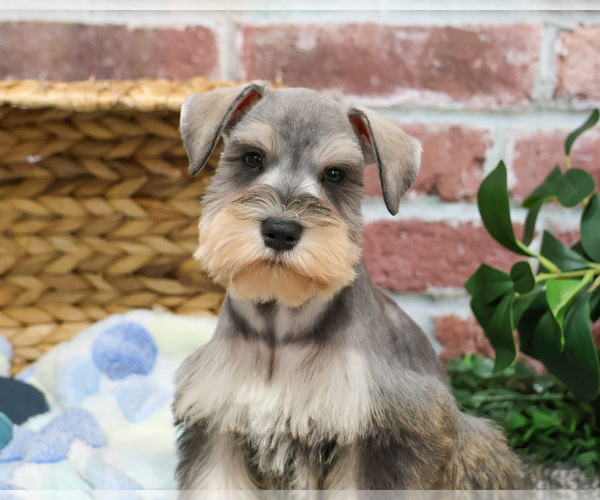 Medium Photo #6 Schnauzer (Miniature) Puppy For Sale in SYRACUSE, IN, USA