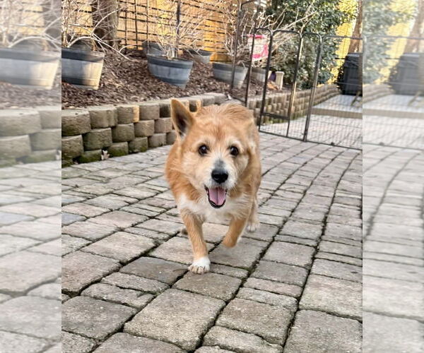 Medium Photo #8 Norwich Terrier-Unknown Mix Puppy For Sale in Arlington, VA, USA