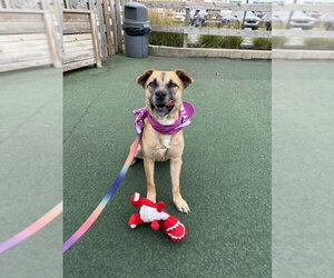 Magpie - Female Black Mouth Cur-Unknown Mix Dog for Adoption - Photo #2