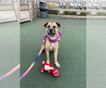 Small Photo #2 Black Mouth Cur-Unknown Mix Puppy For Sale in Shermans Dale, PA, USA