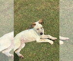 Small #1 Mutt