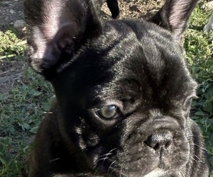 French Bulldog Puppy for sale in CIBOLO, TX, USA