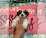 Small Photo #3 Morkie Puppy For Sale in FORT WORTH, TX, USA