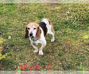 Bagle Hound Dogs for adoption in Atlanta, GA, USA