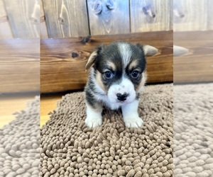 Medium Pembroke Welsh Corgi