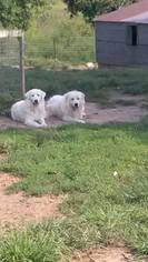 Mother of the Great Pyrenees puppies born on 07/04/2018