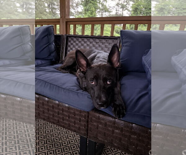 Medium Photo #5 Labrador Retriever-Unknown Mix Puppy For Sale in Holly Springs, NC, USA