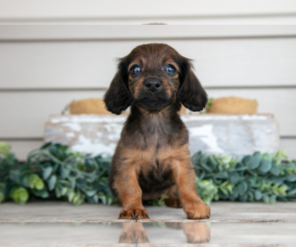 Medium Photo #2 Dachshund Puppy For Sale in NAPPANEE, IN, USA