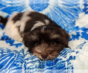 Havanese Puppy for sale in POST FALLS, ID, USA