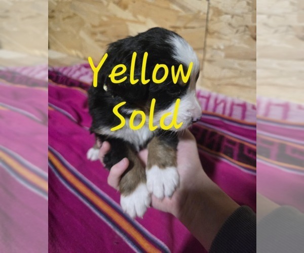 Medium Photo #4 Bernese Mountain Dog Puppy For Sale in BUHL, ID, USA