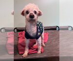 Small #4 Poodle (Miniature)
