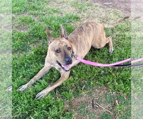 Medium Photo #5 Carolina Dog-Plott Hound Mix Puppy For Sale in Decatur, GA, USA